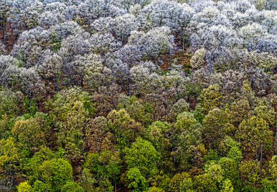 지난 21일 미국 동북부 피츠버그시에 내린 눈이 신록에 쌓인 모습. AP 연합뉴스
